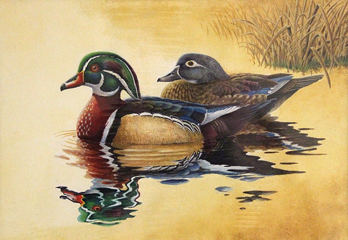 Wood Ducks Take Top Spot in Waterfowl Stamp Art Competition